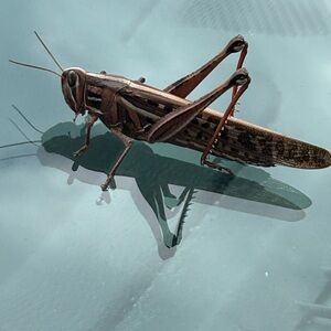 Grasshopper on Glass Surface